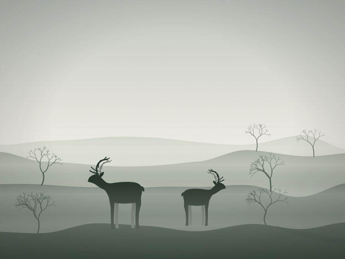 Two reindeer together in an open field.